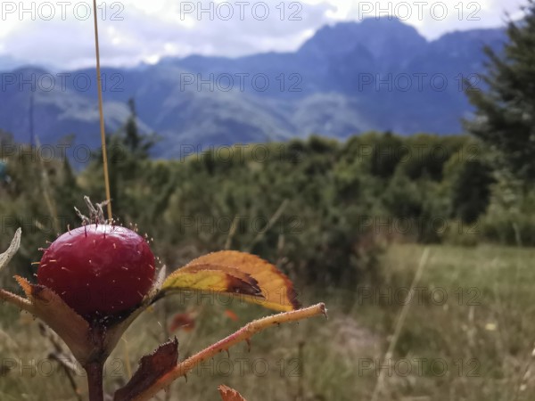 Close-up of a lychee tomato (solanum sisymbriifolium) in front of a mountainous landscape and blue sky, Albanian Alps National Park