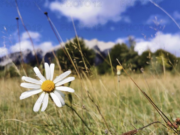 Close-up of a single margarite (Leucanthemum) on a green meadow in front of a blue sky with clouds, Albanian Alps National Park