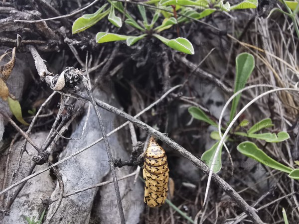 The pupa of a butterfly (Chrysalis) hangs on a branch surrounded by green leaves, Albanian Alps National Park