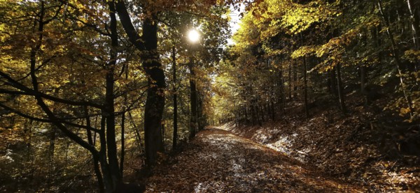 Autumn forest trail with leaves on the ground and sunshine through the trees, Fichtelgebirge nature park Park
