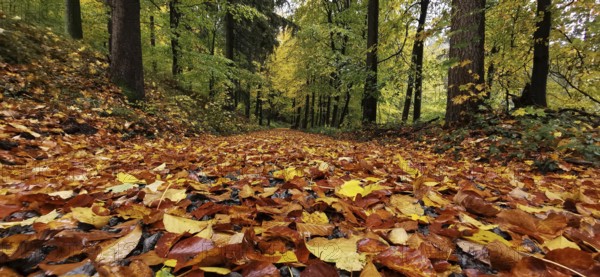A forest trail covered with colorful autumn leaves surrounded by tall green trees, Fichtelgebirge nature park Park