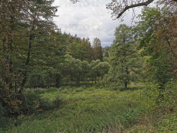 Wide green forest landscape with cloud-covered sky in soft colors, Thuringian Forest nature park Park