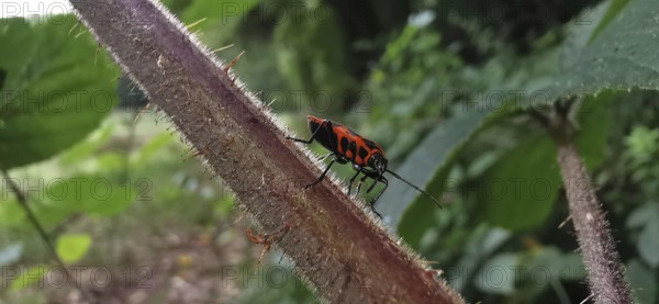 A close-up of a fire bug (pyrrhocoridae) on a thorny plant stalk, Thuringian Forest nature park Park