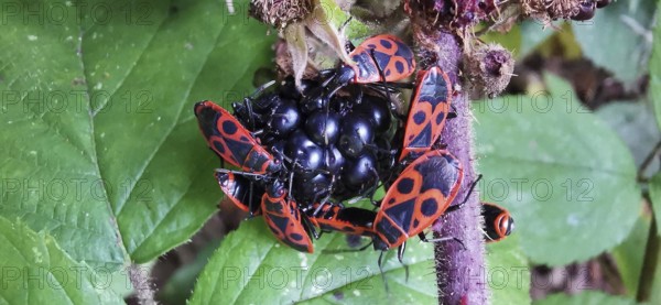 Close-up of several fire bugs (pyrrhocoridae) on a blackberry (rubus), which are strikingly red-black in colour, Thuringian Forest nature park Park