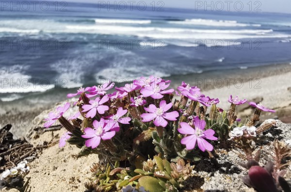 Pink flowers of a campion (silene dioica) blooming on a cliff overlooking the sea and waves on a sunny day, Southwest Alentejo and Costa Vicentina Natural Park