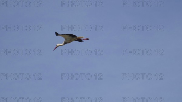 A stork (ciconia) flies in the clear blue sky, symbolising freedom and closeness to nature, Algarve, Portugal