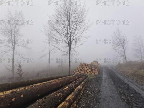 A foggy forest path with stacked tree trunks of spruce (picea) and bare trees, Thuringian Forest nature park Park
