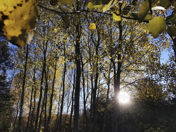 Sunlight penetrates an autumnal forest with golden leaves, Frankenwald nature park Park