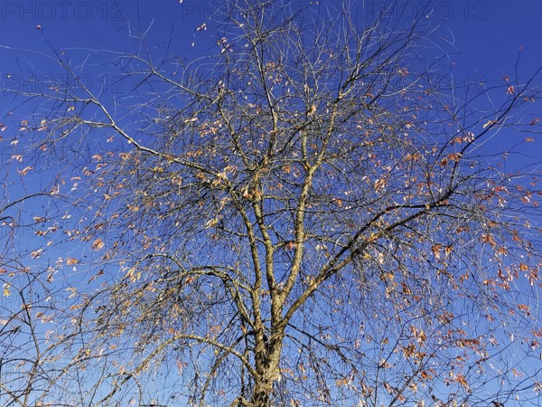 Tree with mostly bare branches and few remaining leaves under an autumnal blue sky, Frankenwald nature park Park