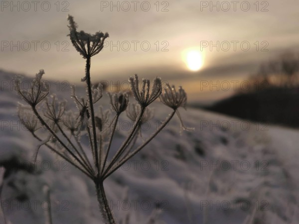 Frozen plant in a snowy field at sunset, Frankenwald nature park Park