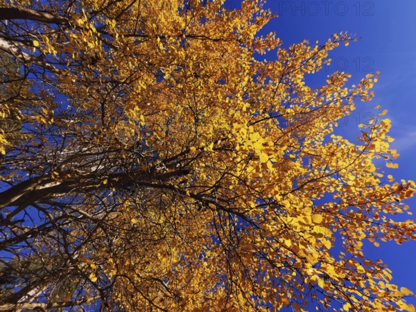 Autumn treetop with yellow leaves against deep blue sky, Frankenwald nature park Park