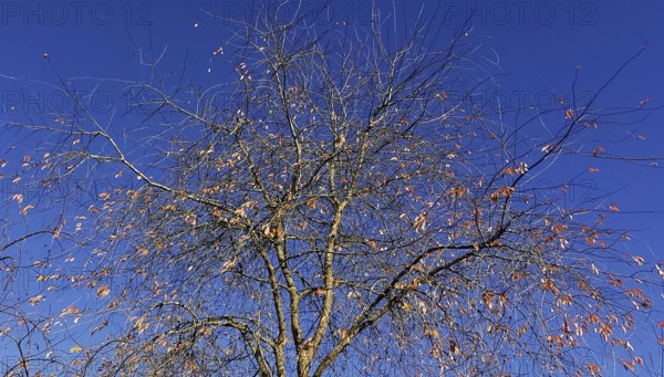Bare branches of a tree with a few remaining leaves against an autumnal blue sky, Frankenwald nature park Park