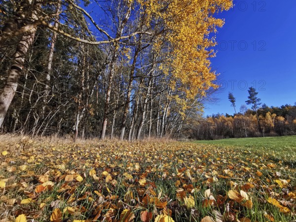 Forest landscape with falling leaves in a meadow under a clear sky, Frankenwald nature park Park