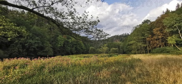 An idyllic forest landscape with a colorful meadow and overcast sky, Thuringian Forest nature park Park