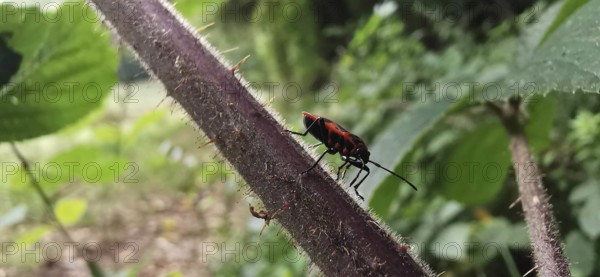 A single fire bug (pyrrhocoridae) crawls up a thorny, hairy plant stalk, Thuringian Forest nature park Park