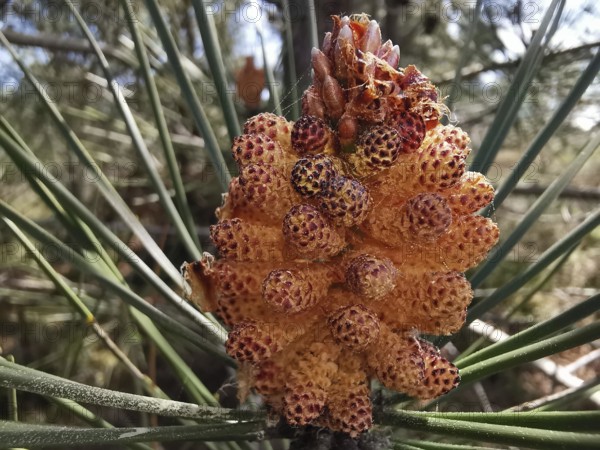 Close-up of a small pine cone, pine cone of a maritime pine (pinus pinaster) with needle-like leaves in the background, Southwest Alentejo and Costa Vicentina Natural Park, Portugal