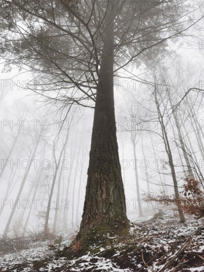 A large tree in a foggy forest with autumn leaves on the ground, Thuringian Forest nature park Park