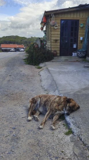 A dog (canis lupus familiaris) sleeping next to a hut on a quiet country road, Portugal