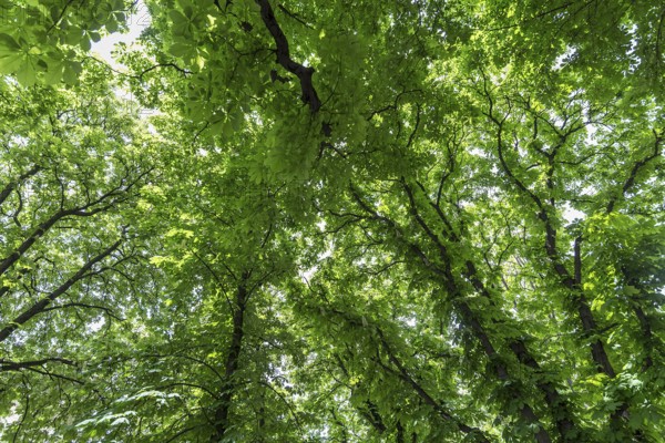 Chestnut trees in spring, (Castanea), Lviv, Ukraine