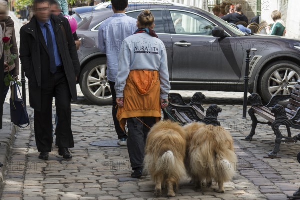 Woman with two collies on a leash in the city, Lviv, Ukraine