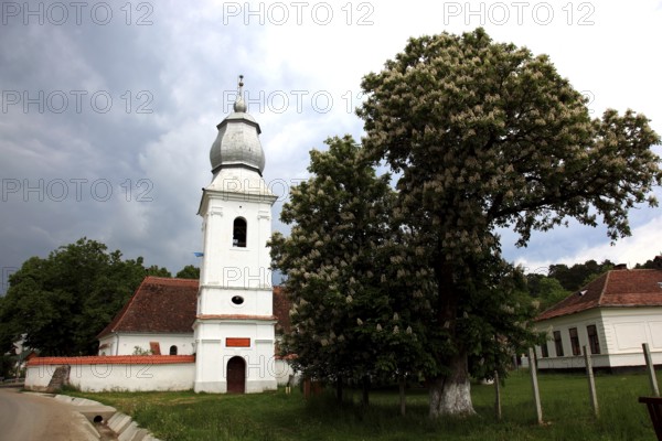 The Reformed Church in Lisznyo, Lisnau, with a blossoming chestnut tree in front, a historic monument in Covasna District, Transylvania, Romania