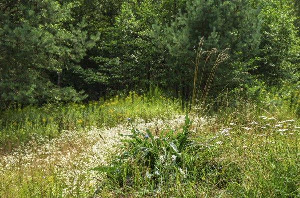 Picturesque landscape and vegetation in the Königsbrücker Heide Nature Reserve, former Soviet Army training area, Königsbrück, West Lusatia, Saxony, Germany. Picturesque landscape and vegetation in the Königsbrücker Heide Nature Reserve, former Soviet Army Training Area, Königsbrück, West Lusatia, Saxony, Germany