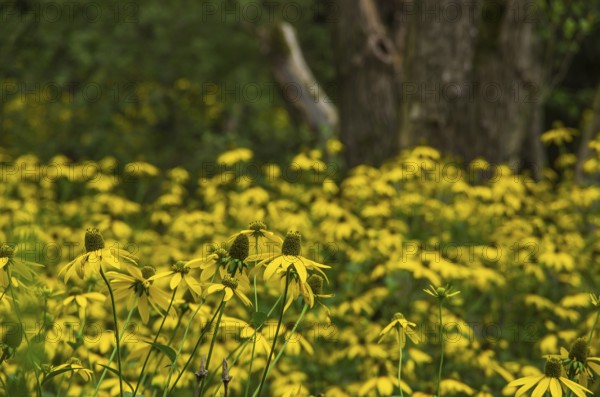 Vegetation of yellow coneflower, echinacea, in the Königsbrücker Heide nature reserve, former Soviet Army training ground, Königsbrück, western Lusatia, Saxony, Germany. Vegetation of yellow coneflowers, echinacea, in the Königsbrücker Heide nature reserve, former Soviet Army training area, Königsbrück, West Lusatia, Saxony, Germany