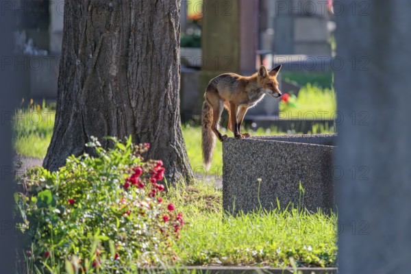 A mature red fox (Vulpes vulpes) stands on the edge of a water basin in a cemetery on a sunny day to drink. Vienna, Austria