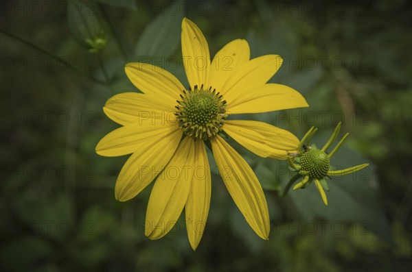 Wild yellow coneflower, echinacea, in a nature reserve, Königsbrücker Heide, Saxony, Germany