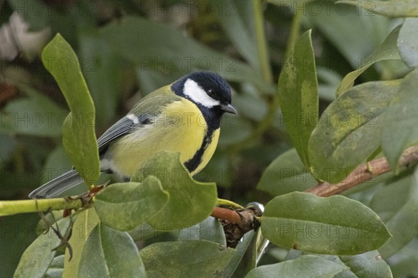 Great Tit (Parus major), Sieversen, Rosengarten, Lower Saxony, Germany