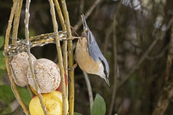 Nuthatch (Sitta europaea), tit dumpling, Sieversen, Rosengarten, Lower Saxony, Germany