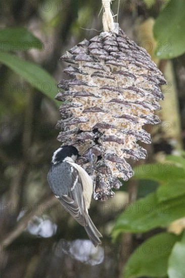 Fir tit (Periparus ater) eating fat food, Sieversen, Rosengarten, Lower Saxony, Germany