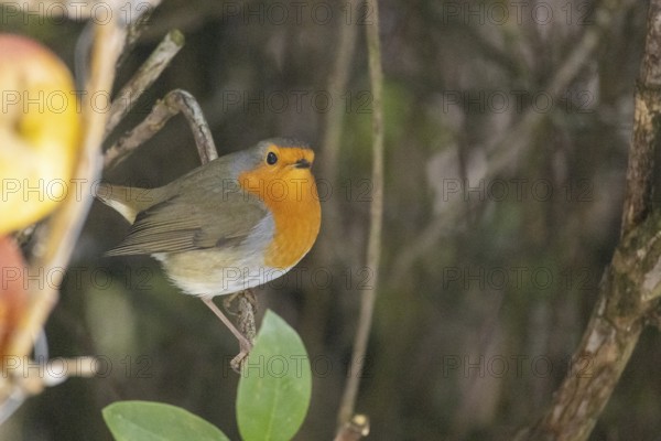 European robin (Erithacus rubecula), Sieversen, Rosengarten, Lower Saxony, Germany