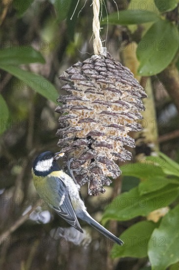 Great tit (Parus major) eating fat food, Sieversen, Rosengarten, Lower Saxony, Germany