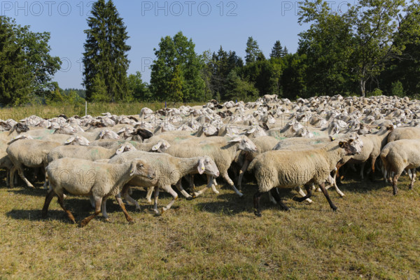 Sheep (Ovis), Fauser sheep farm, landscape conservation, mammals, herd, Pfronstetten, Swabian Alb, Baden-Württemberg, Germany