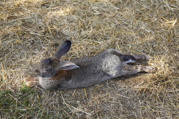 Domestic rabbit (Oryctolagus cuniculus forma domestica), hare lying in straw, Berghülen, Swabian Alb, Baden-Württemberg, Germany