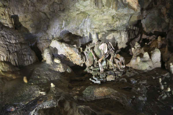 Bear skeleton, Bärenhöhle, Karlshöhle, Erpfinger Höhle, stalactite cave, white Jurassic limestone rock, Sonnenbühl-Erpfingen, Swabian Jura, Baden-Württemberg, Germany
