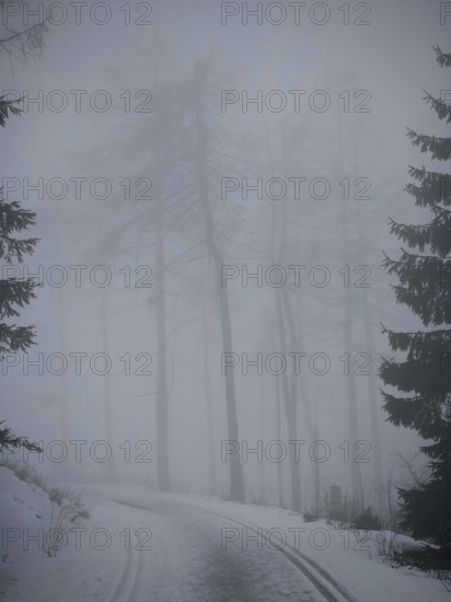 Curved foggy forest trail that is lined with tall trees and looks twilight, mystical, Rennsteig, Thuringia nature park Park