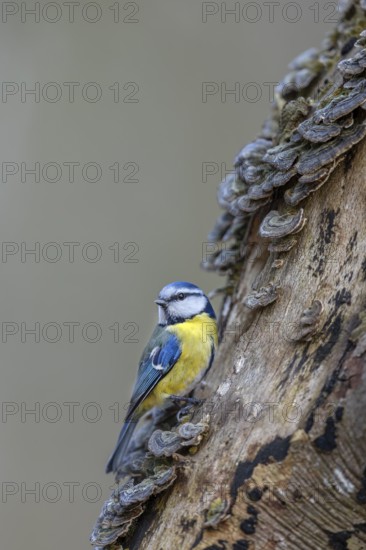 A blue tit (Cyanistes caeruleus) inspecting the branch of a beech tree, covered with butterfly stalks, tree fungus, Germany