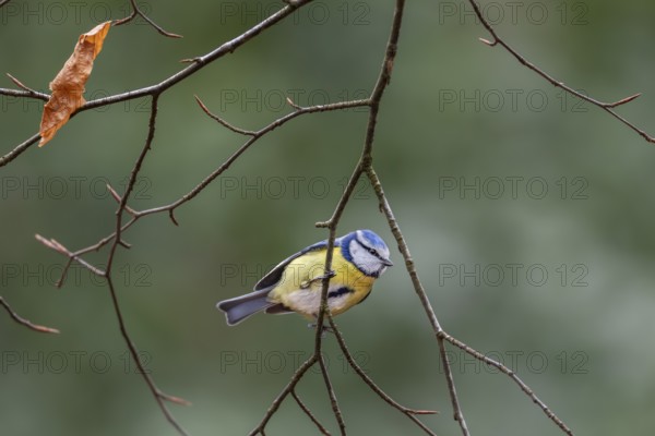 On closer inspection, the blue tit (Cyanistes caeruleus) is a colourful bird, Germany