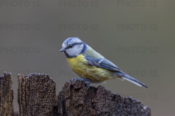 Blue tit (Cyanistes caeruleus) at the feeding place in winter, Germany