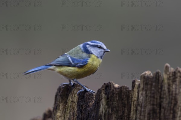 Although the blue tit (Cyanistes caeruleus) is a frequent visitor to the feeding site, in the end only a few photos were taken, Germany