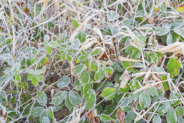 View of frozen leaves of a blackberry (Rubus sect. Rubus), Wehden, Cuxhaven, Lower Saxony, Germany