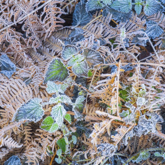 View of frozen bracken fern (Pteridium aquilinum) and stinging nettles (Urtica), Wehden, Cuxhaven, Lower Saxony, Germany