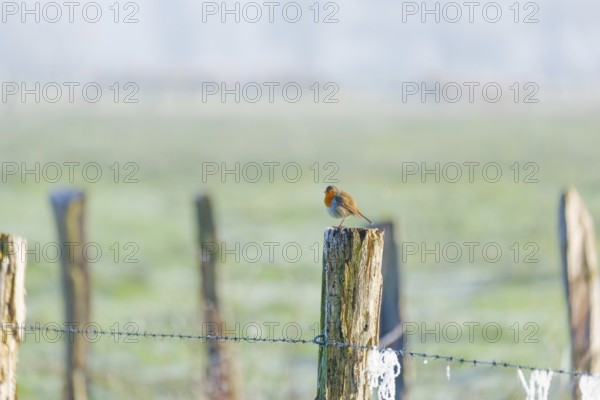 A robin (Erithacus rubecula) sitting on a peg of a pasture fence in winter, Wehden, Cuxhaven, Lower Saxony, Germany