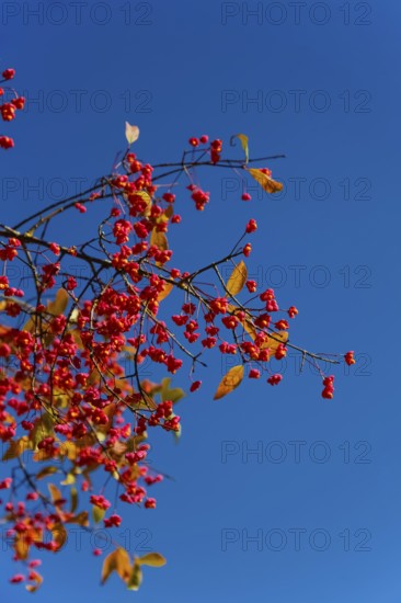 European monkshood (Euonymus europaeus), flowering shrub, red flowers in autumn, blue sky, Großengstingen cemetery, Engstingen municipality, Reutlingen district, Swabian Alb, Baden-Württemberg, Germany