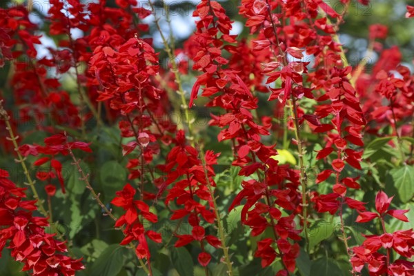 Fire sage (Salvia splendens), scarlet sage, garden plant, perennials red flowers, flowers, plants, gardens, Baden-Württemberg, Germany