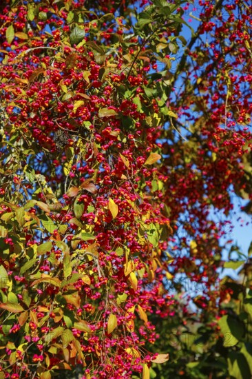European monkshood (Euonymus europaeus), flowering shrub, red flowers in autumn, Großengstingen cemetery, Engstingen municipality, Reutlingen district, Swabian Alb, Baden-Württemberg, Germany