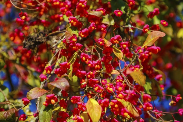 European monkshood (Euonymus europaeus), flowering shrub, red flowers in autumn, Großengstingen cemetery, Engstingen municipality, Reutlingen district, Swabian Alb, Baden-Württemberg, Germany