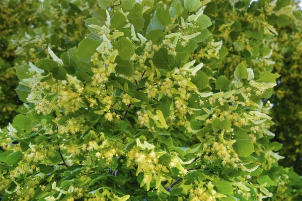 Lime blossoms of the lime tree (Tilia), summer lime tree, medicinal plant, remedy, household remedy, trees, plants of the Swabian Alb, Honau, municipality of Lichtenstein, Baden-Württemberg, Germany